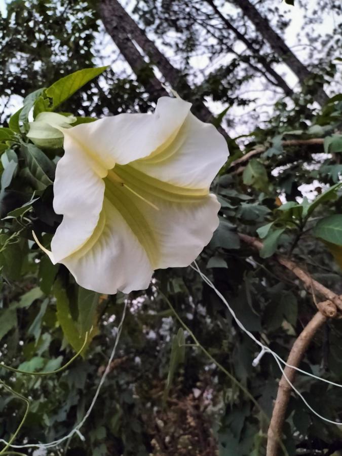 Отель Le Jardin Алмора Экстерьер фото