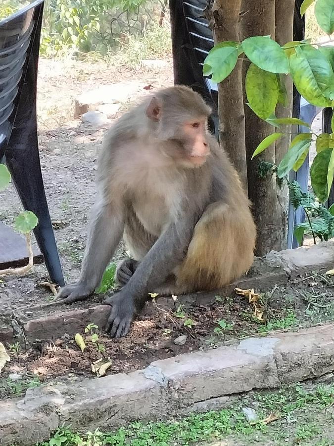 Отель Le Jardin Алмора Экстерьер фото